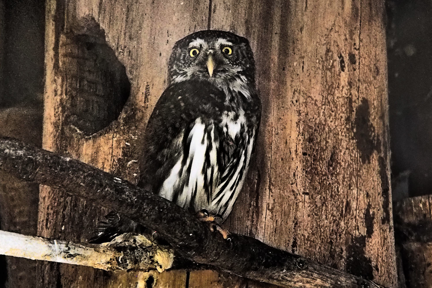 Sperlingskauz . Tierpark Suhl (Foto: Andreas Kuhrt 2018)