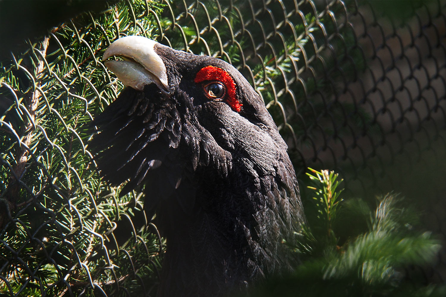 Auerhahn im Kampfmodus . Tierpark Suhl (Foto: Andreas Kuhrt 2018)