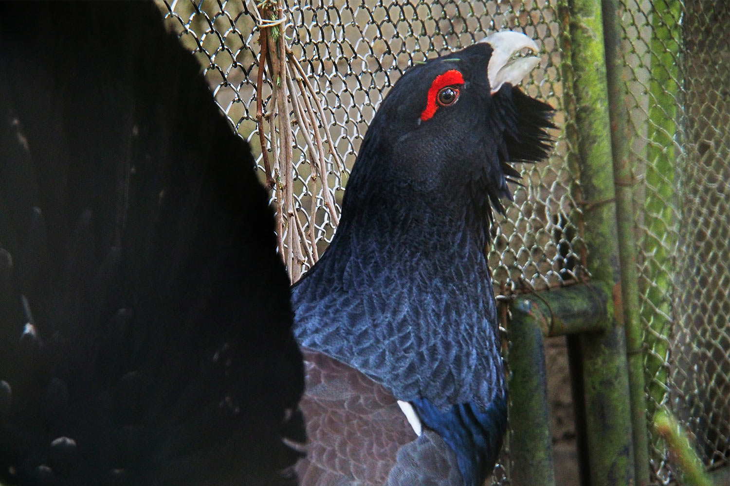 Auerhahn-Balz . Tierpark Suhl (Foto: Andreas Kuhrt 2018)