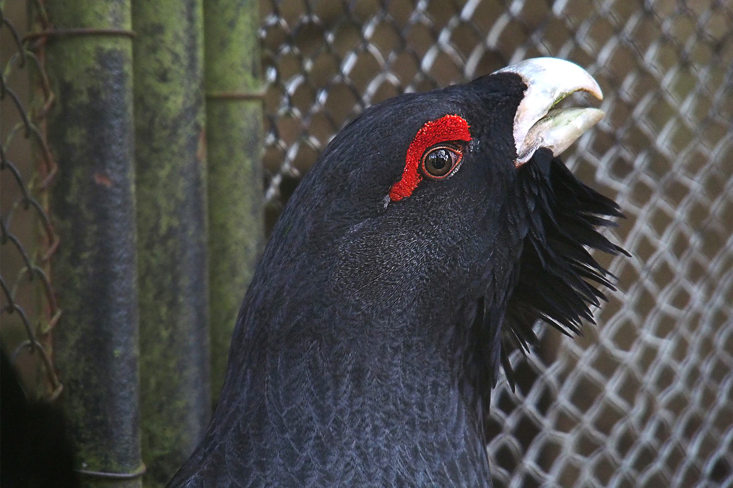 Auerhahn . Tierpark Suhl (Foto: Andreas Kuhrt 2018)