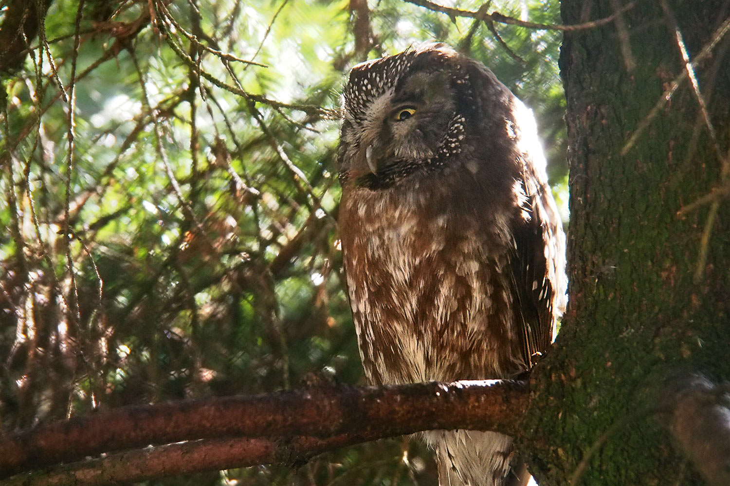Waldkauz . Tierpark Suhl (Foto: Andreas Kuhrt 2018)
