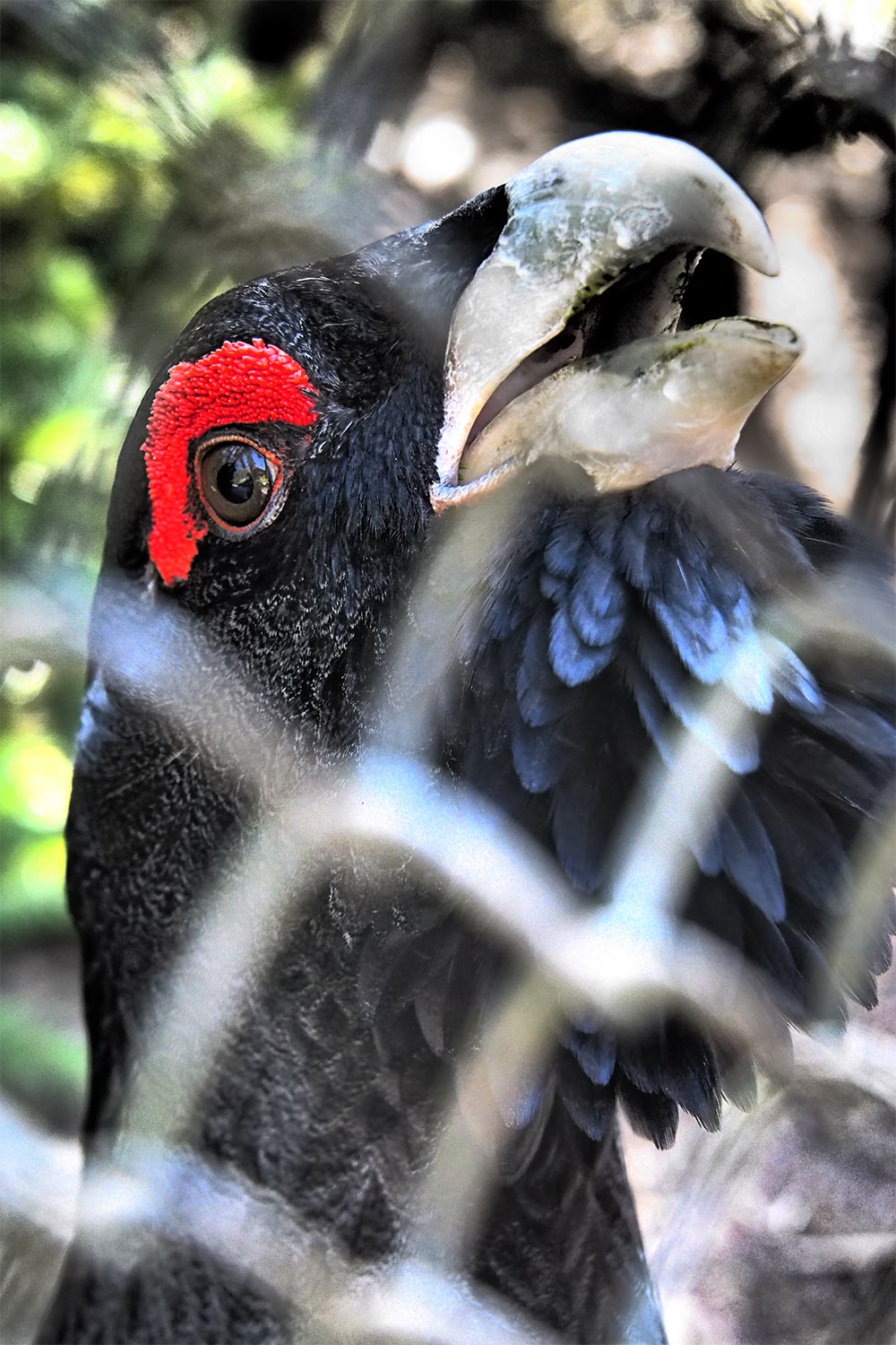 Auerhahn-Auge . Tierpark Suhl (Foto: Andreas Kuhrt 2018)