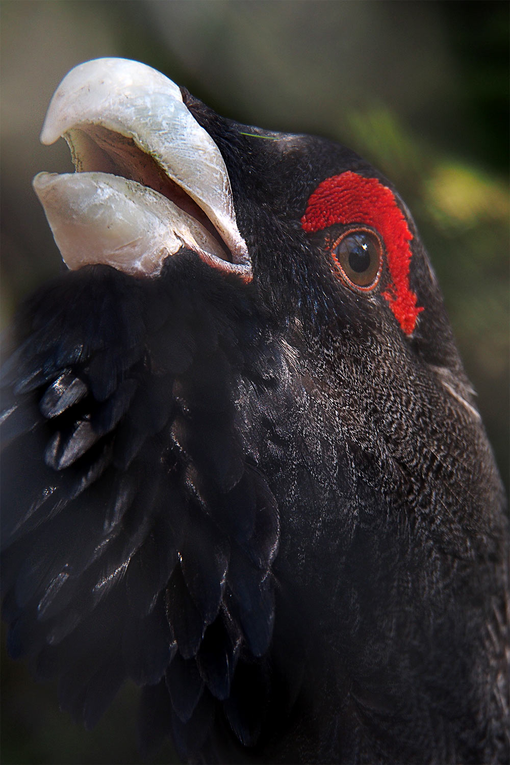 Auerhahn-Auge . Tierpark Suhl (Foto: Andreas Kuhrt 2018)