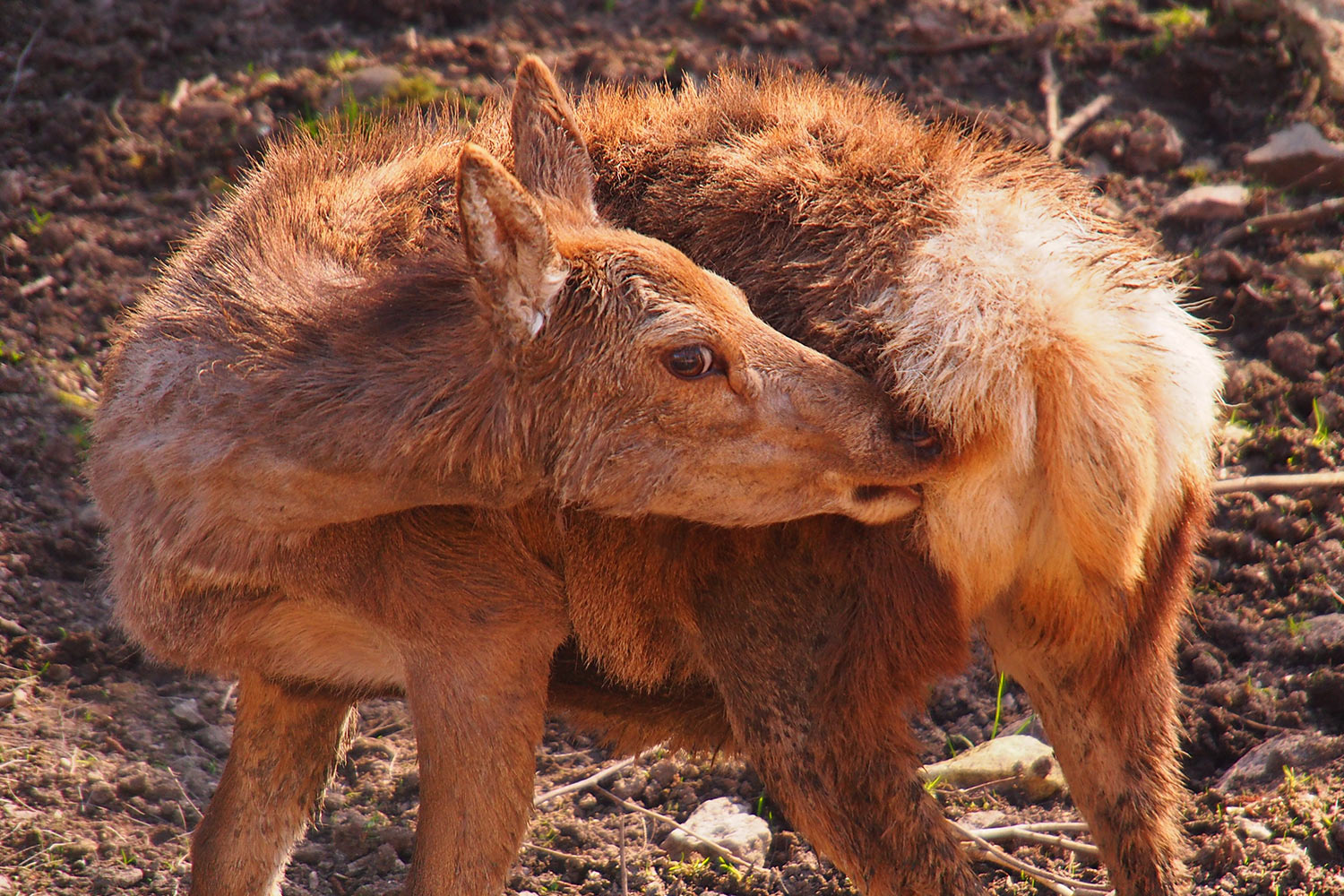 Rothirschkuh . Tierpark Suhl (Foto: Andreas Kuhrt 2018)