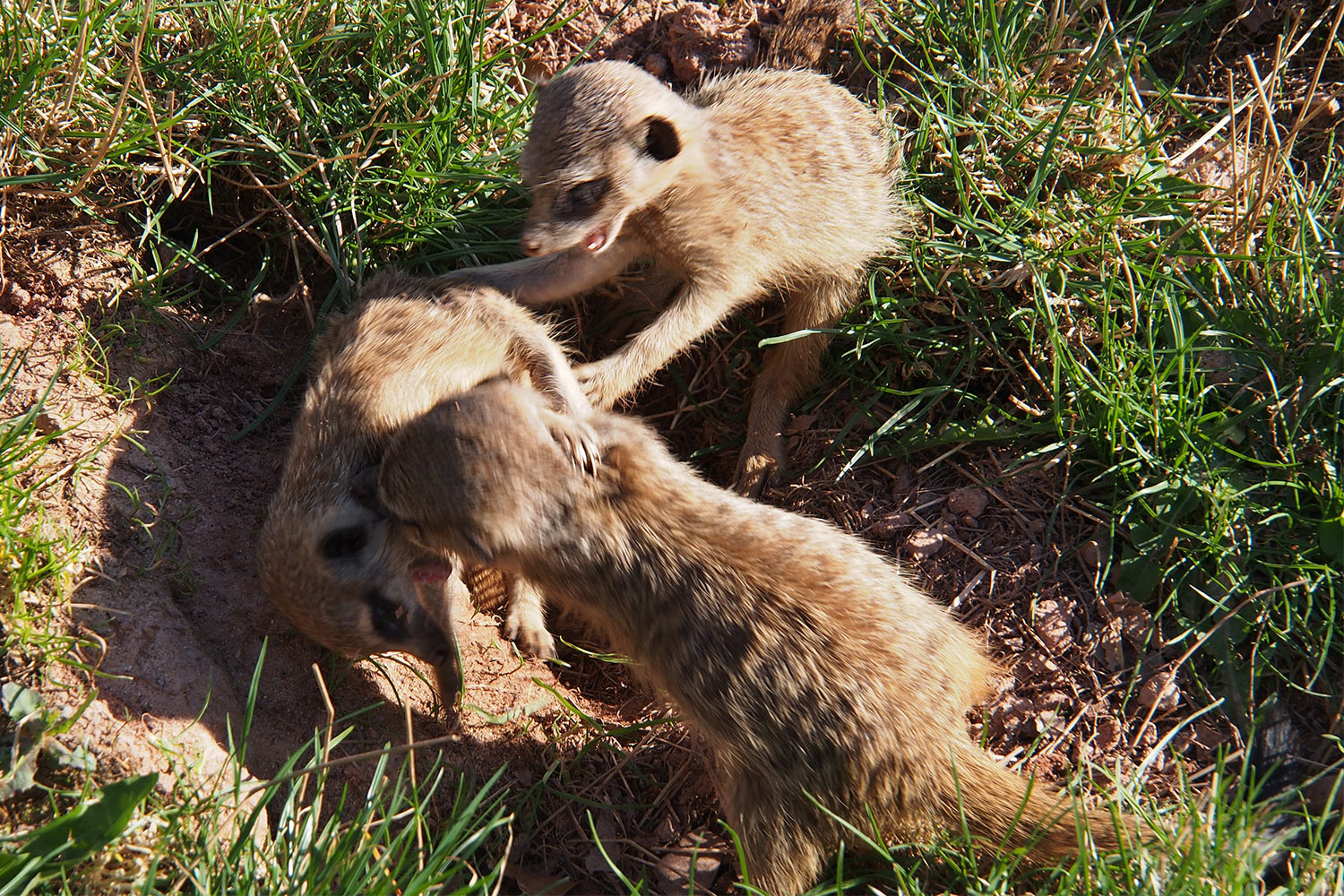 Erdmännchen-Junge spielen . Tierpark Suhl (Foto: Andreas Kuhrt 2018)