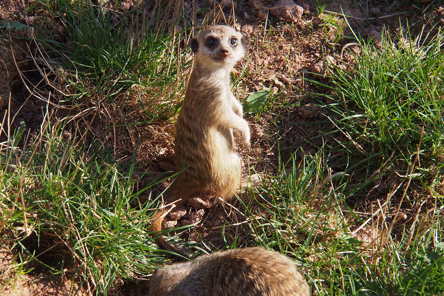 Erdmännchen-Junge spielen . Tierpark Suhl (Foto: Andreas Kuhrt 2018)