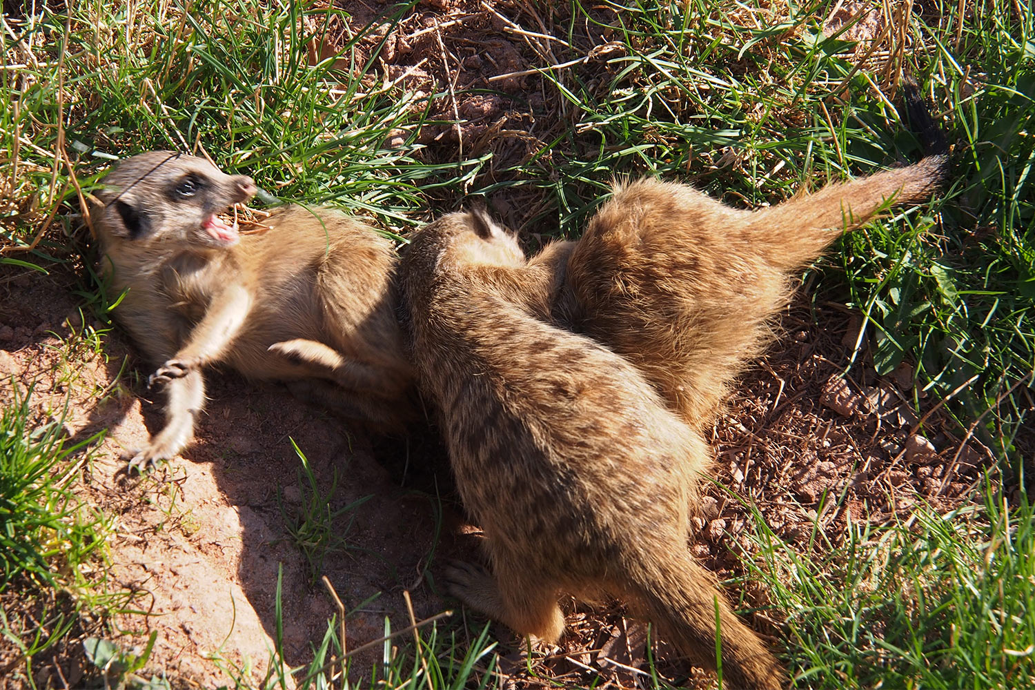 Erdmännchen-Junge spielen . Tierpark Suhl (Foto: Andreas Kuhrt 2018)