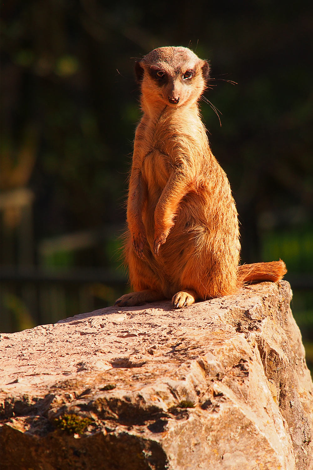 Erdmännchen auf Wachposten . Tierpark Suhl (Foto: Andreas Kuhrt 2018)