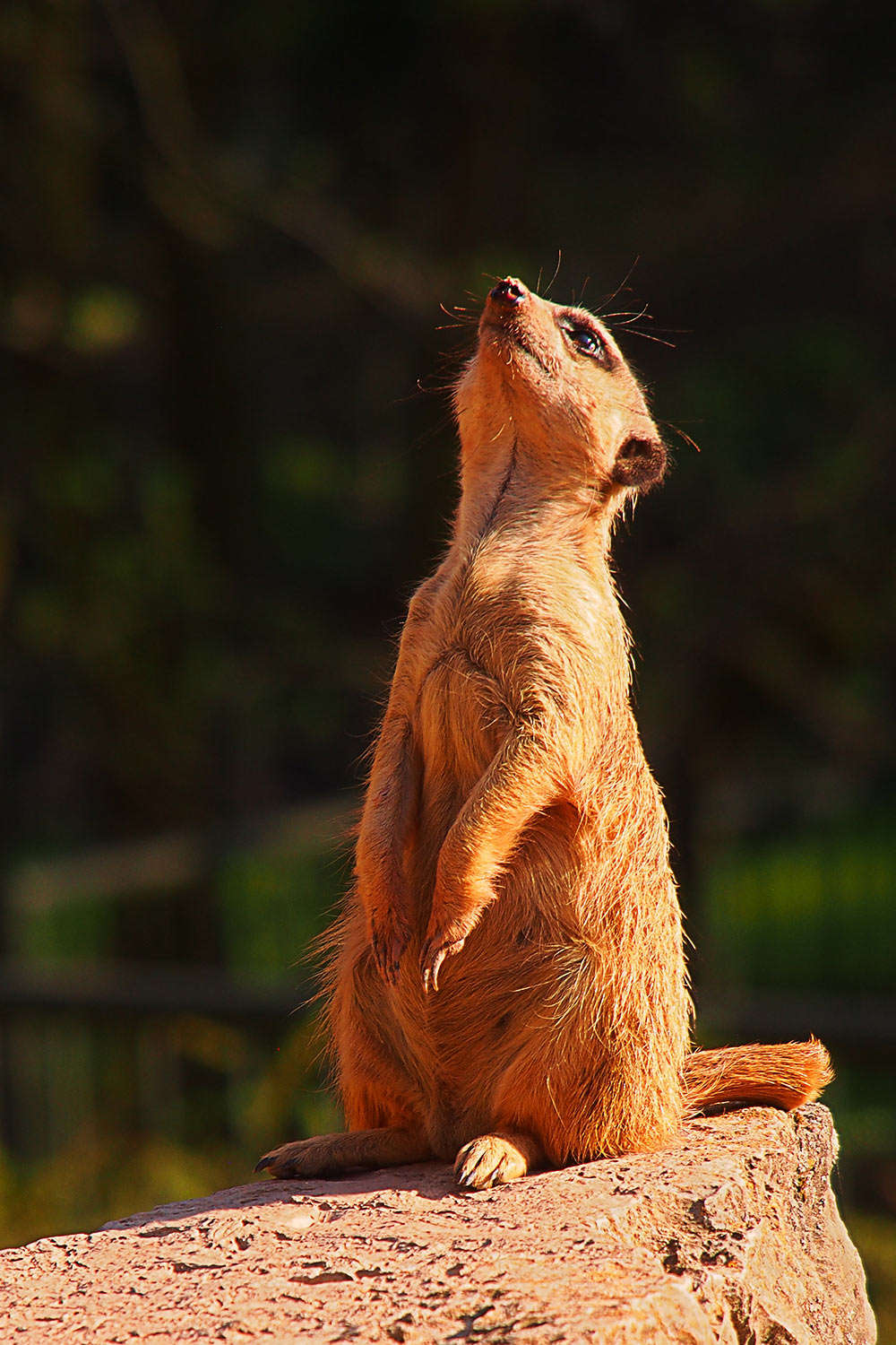 Erdmännchen auf Wachposten . Tierpark Suhl (Foto: Andreas Kuhrt 2018)