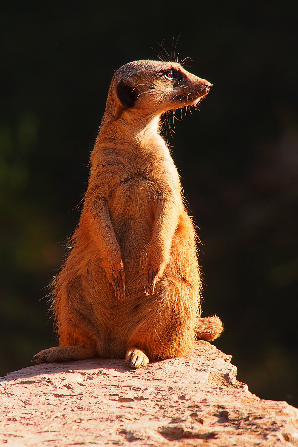 Erdmännchen auf Wachposten . Tierpark Suhl (Foto: Andreas Kuhrt 2018)