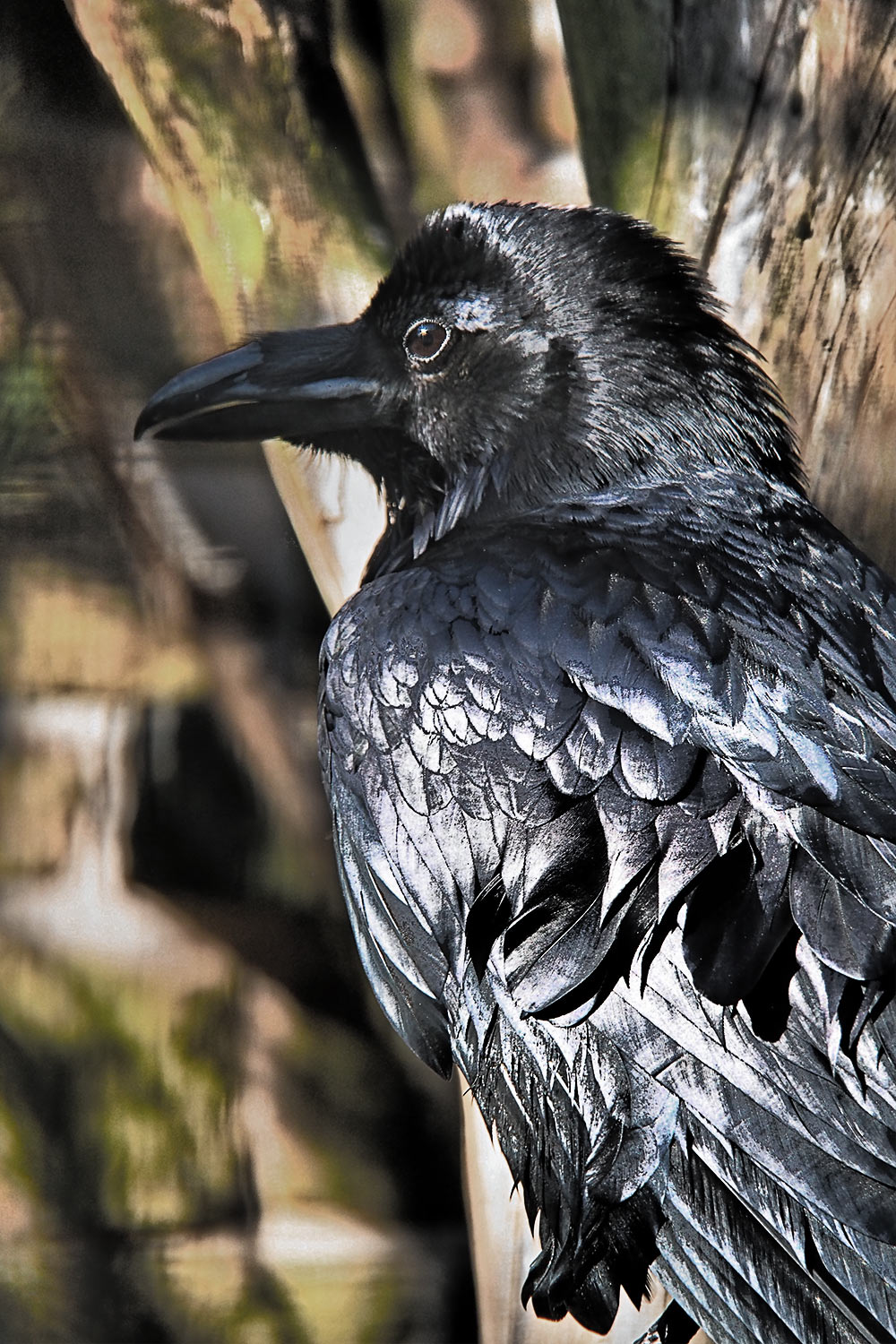 Kolkrabe . Tierpark Suhl (Foto: Andreas Kuhrt 2018)