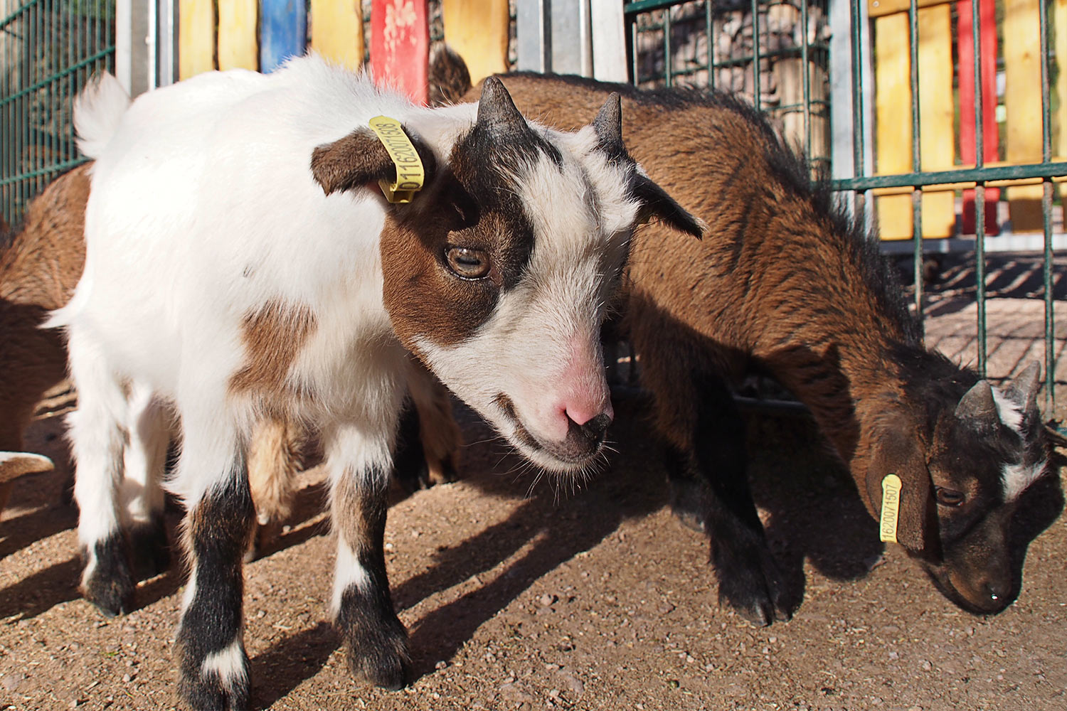Zwergziegen-Lämmer . Tierpark Suhl (Foto: Andreas Kuhrt 2018)