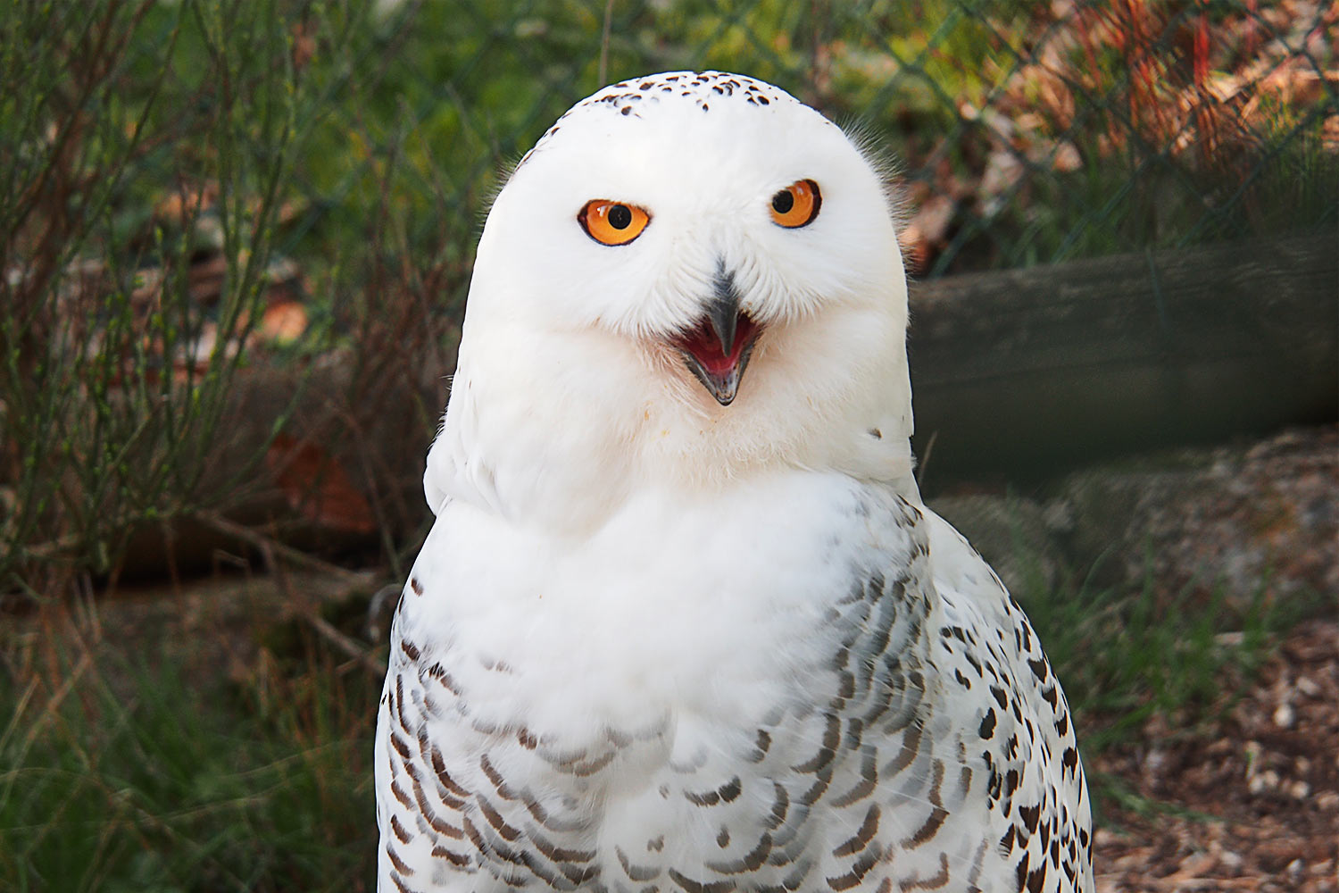 Schnee-Eule . Tierpark Suhl (Foto: Andreas Kuhrt 2018)