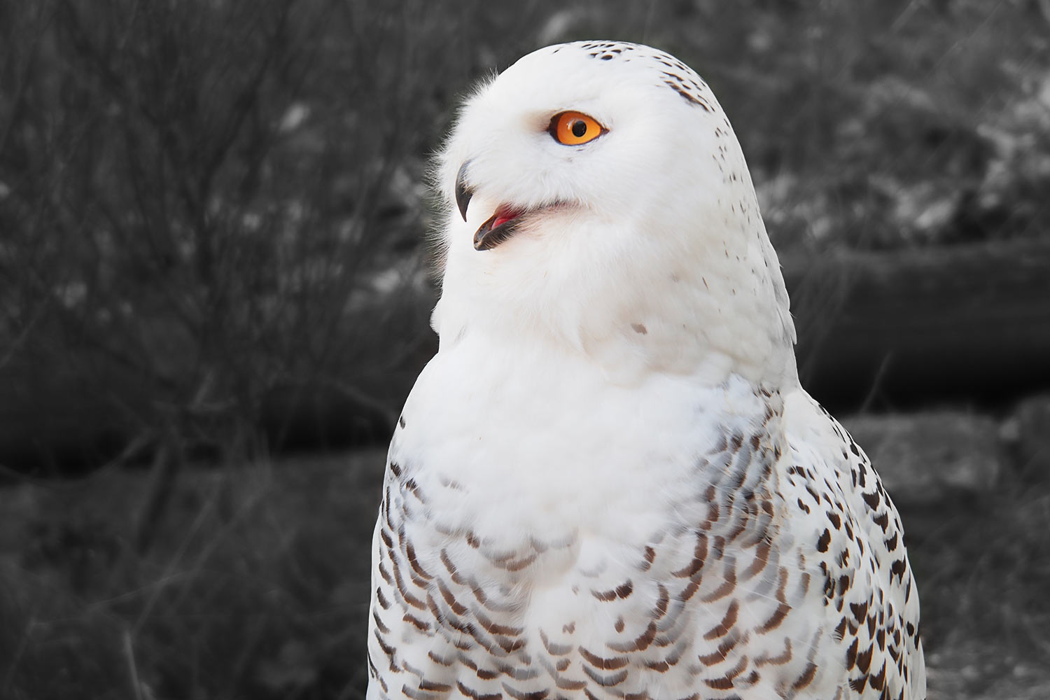 Schnee-Eule . Tierpark Suhl (Foto: Andreas Kuhrt 2018)