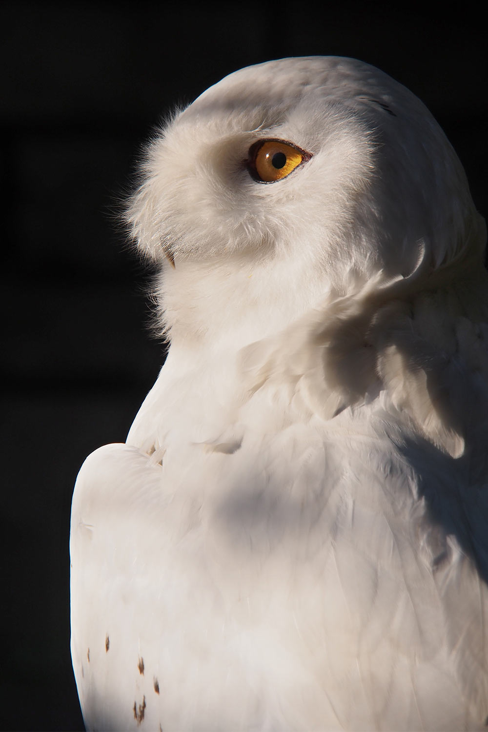 Schnee-Eule im Abendkleid . Tierpark Suhl (Foto: Andreas Kuhrt 2018)