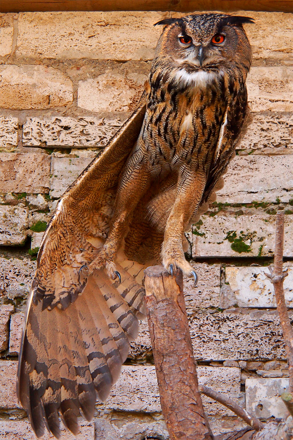 Uhu-Sport . Tierpark Suhl (Foto: Andreas Kuhrt 2018)