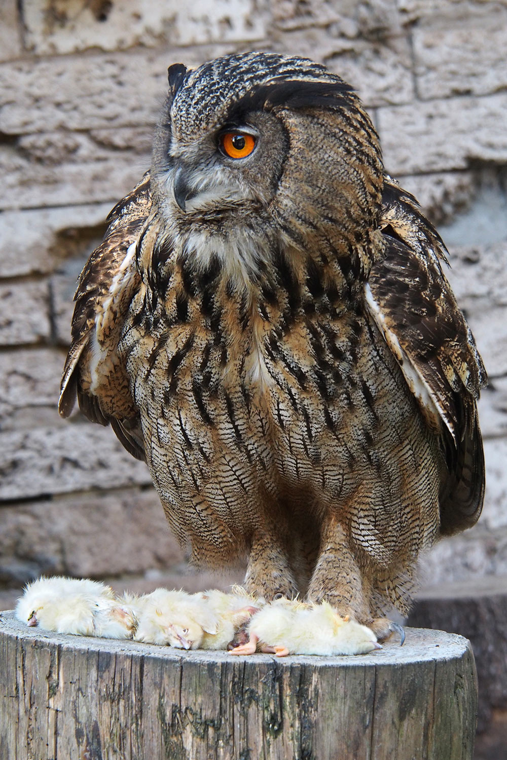 Uhu Mahlzeit . Tierpark Suhl (Foto: Andreas Kuhrt 2018)