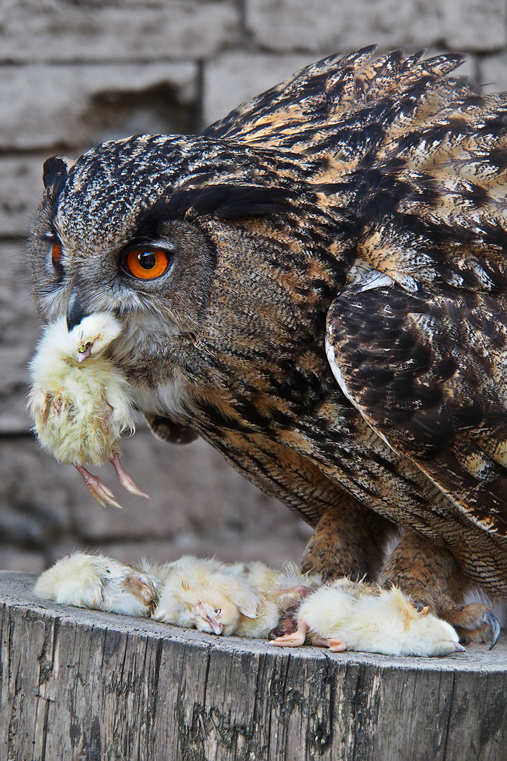 Uhu Mahlzeit . Tierpark Suhl (Foto: Andreas Kuhrt 2018)