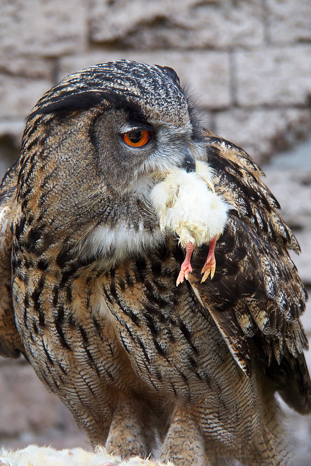 Uhu Mahlzeit . Tierpark Suhl (Foto: Andreas Kuhrt 2018)