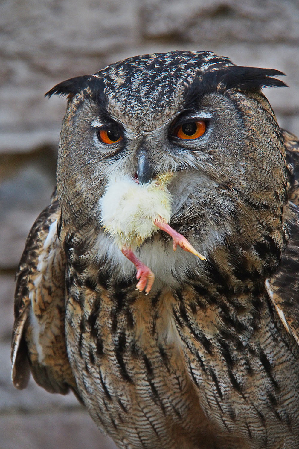 Uhu Mahlzeit . Tierpark Suhl (Foto: Andreas Kuhrt 2018)