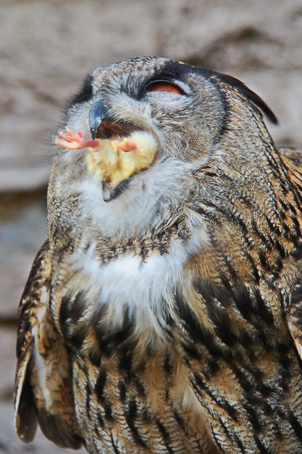 Uhu Mahlzeit . Tierpark Suhl (Foto: Andreas Kuhrt 2018)