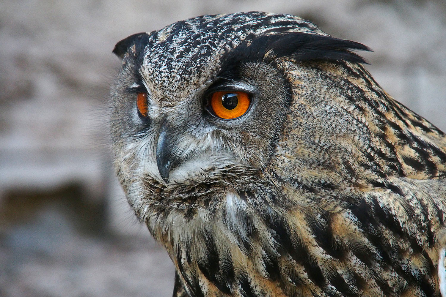 Uhu-Porträt . Tierpark Suhl (Foto: Andreas Kuhrt 2018)