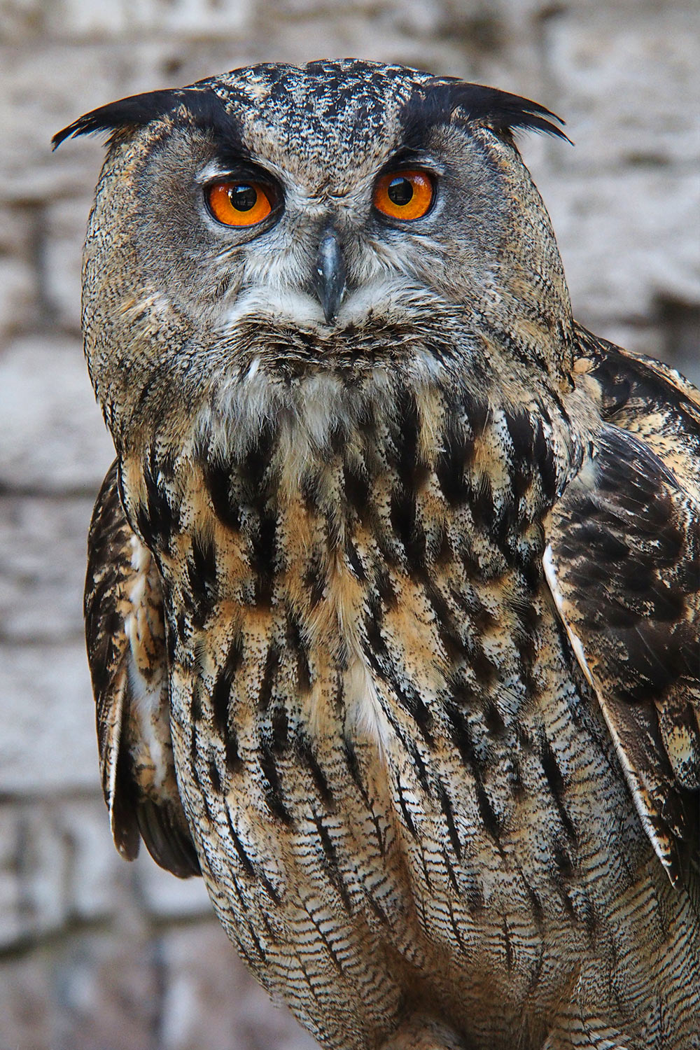 Uhu-Porträt . Tierpark Suhl (Foto: Andreas Kuhrt 2018)