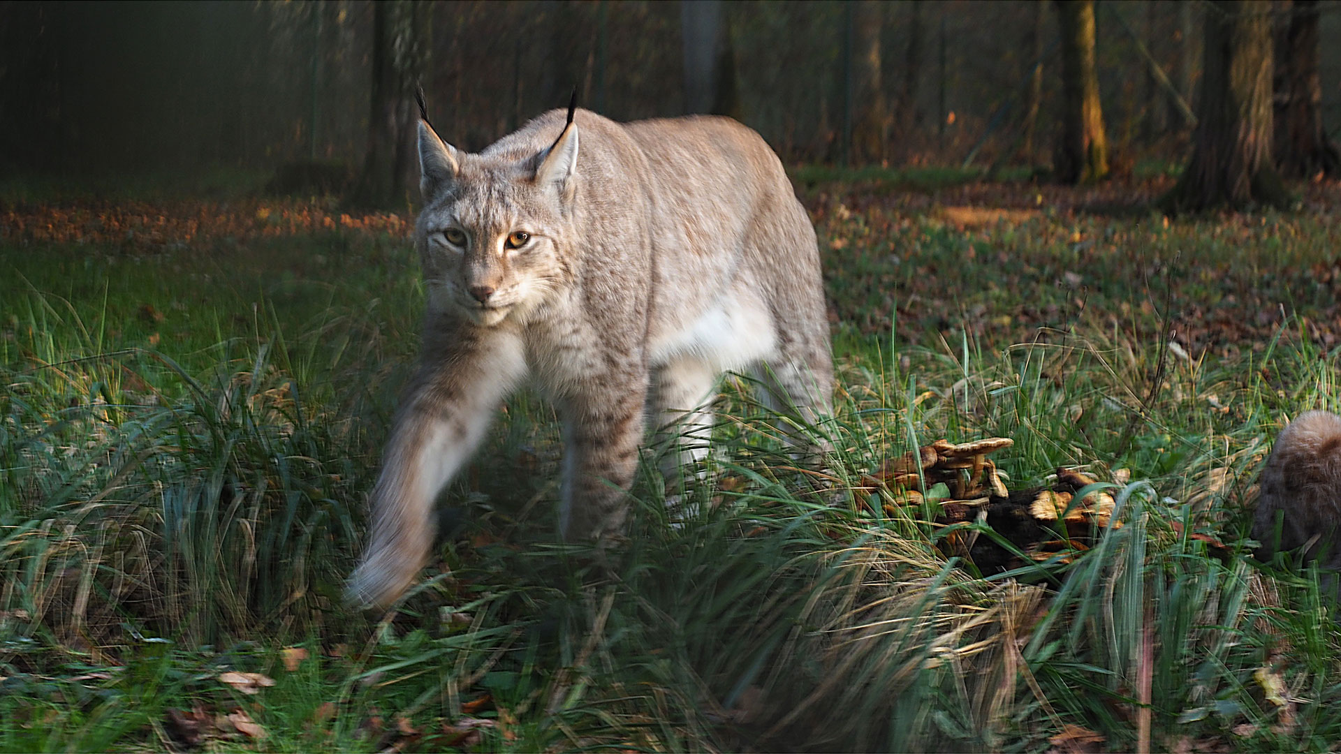 Im Visier . Wildpark Tambach 2019 (Foto: Andreas Kuhrt)