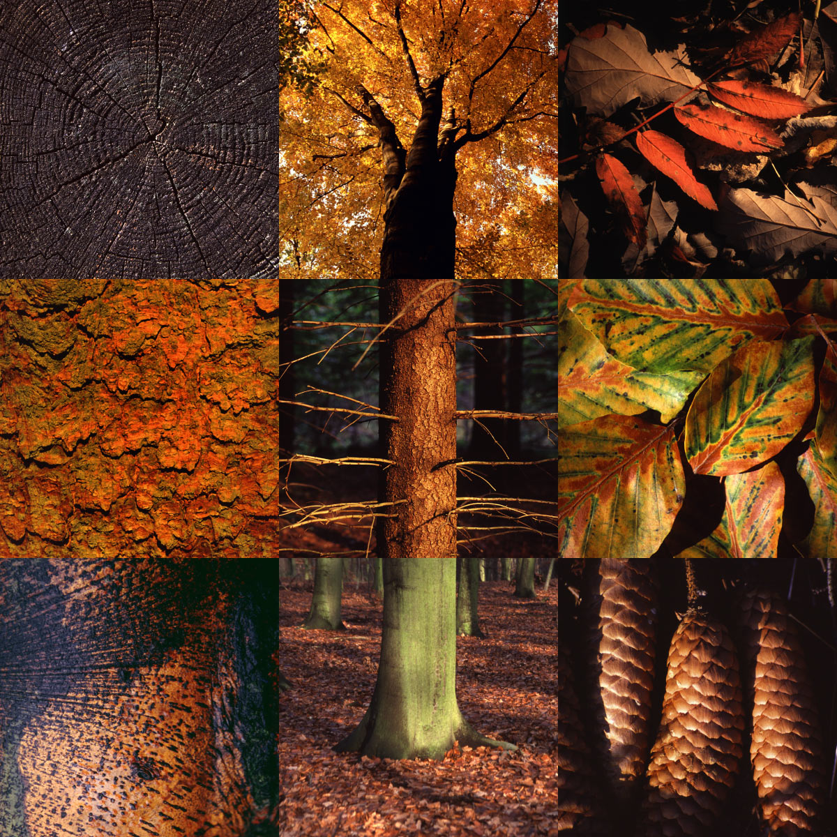 Fotosynthese: Herbst Wald (Fotos & Gestaltung: Andreas Kuhrt)