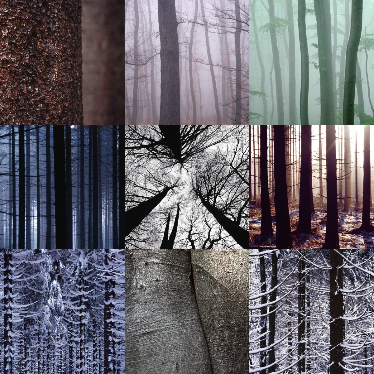 Fotosynthese: Wald kalt (Fotos & Gestaltung: Andreas Kuhrt)