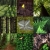 Fotosynthese: Wald grün (Fotos & Gestaltung: Andreas Kuhrt)